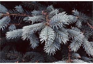 Weihnachtsbaum Nordmanntanne, Länge bis 100 cm