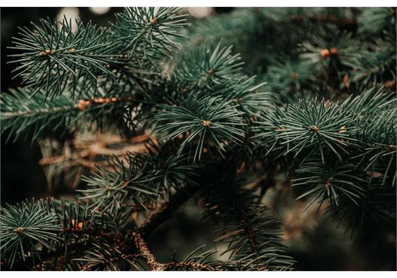 Weihnachtsbaum Rottanne (Fichte), Länge 150 - 200 cm